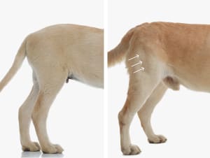 A profile view of a young dog and a senior dog side by side. The senior dog shows slight muscle wasting in the hind legs.