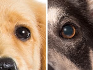 Close-up view of a young dog's eye and a senior dog's eye. The senior dog's eye shows mild cloudiness, a feature of advanced dog age.