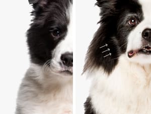 Photos of a black-and-white dog as a puppy and as a mature adult shown side by side. Graying fur is visible in the senior dog's face.