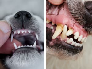 A puppy's teeth and an adult dog's teeth shown side by side. The puppy's teeth are sharp, clean, and white, while the senior dog's teeth show some tartar accumulation that occurs with age.