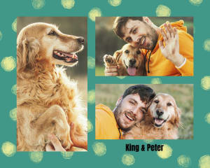 A collage showing three photos of a man and his Golden Retriever dog on a green canvas background.