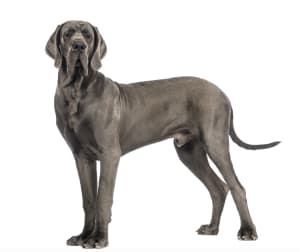 standing-greatdane