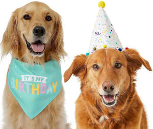 Two dogs, one wearing a teal bandana that says "It's my birthday" and the other wearing a white party hat with confetti print.