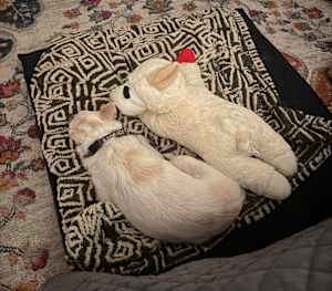 A dog sleeping next to a life-size Lamb Chop toy