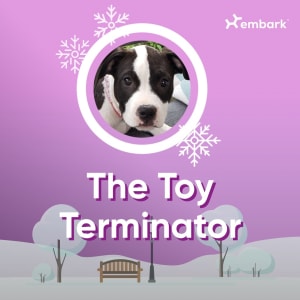 #AllGoodDogs Contest Winner Toy Terminator