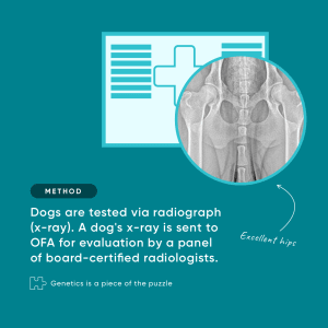 Canine Hip Dysplasia