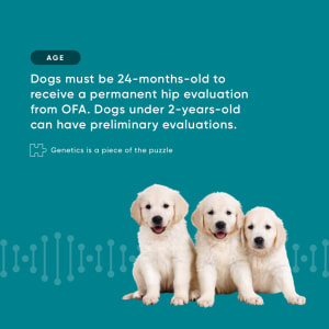 Canine Hip Dysplasia