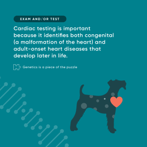 OFA Cardiac Testing