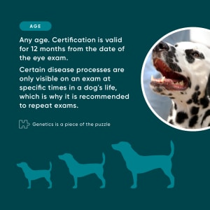 eye screenings age
