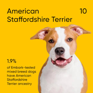 1.9% of Embark-tested mixed-breed dogs have American Staffordshire Terrier ancestry.