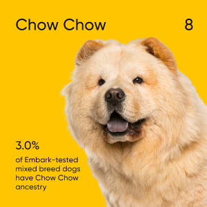3.0% of Embark-tested mixed-breed dogs have Chow Chow ancestry.
