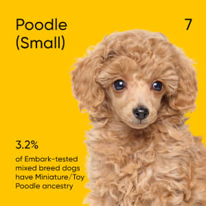 3.2% of Embark-tested mixed-breed dogs have Miniature/Toy Poodle ancestry.