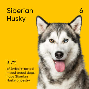 3.7% of Embark-tested mixed-breed dogs have Siberian Husky ancestry.