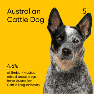 4.6% of Embark-tested mixed-breed dogs have Australian Cattle Dog ancestry.