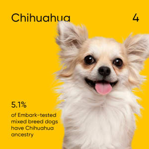 5.1% of Embark-tested mixed-breed dogs have Chihuahua ancestry.