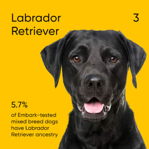 5.7 of Embark-tested mixed-breed dogs have Labrador Retriever ancestry.