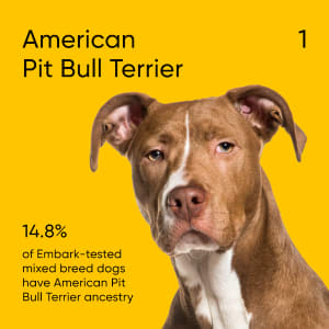 14.8% of Embark-tested mixed-breed dogs have American Pit Bull Terrier ancestry.