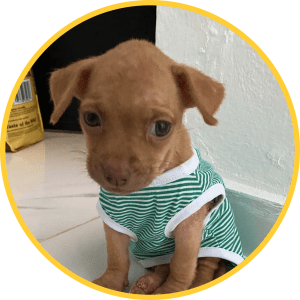 picture of chica, an embark underdog