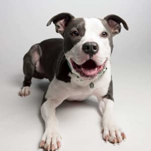 A brown and white American Pit Bull Terrier mixed-breed dog