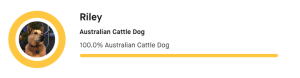 Genetic breed result for a dog named Riley, showing 100.0% Australian Cattle Dog.