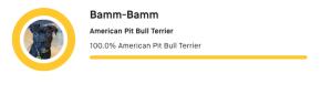 Breed ancestry results for a dog named Bamm-Bamm, showing he is 100.0% American Pit Bull Terrier.