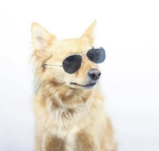 embark milo sibling