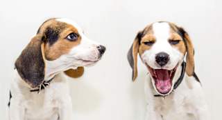 beagles