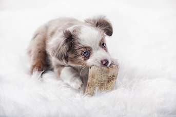 embark-breed guide-australian shepherd