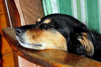 embark dog dreams 2