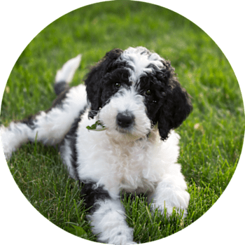 Sheepadoodle