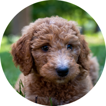 Goldendoodle