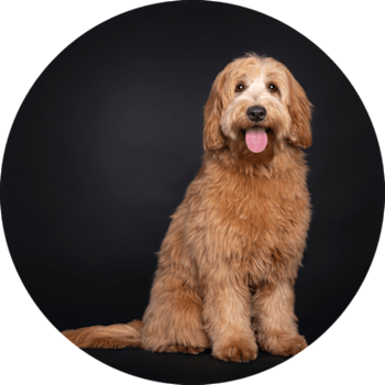 Labradoodle
