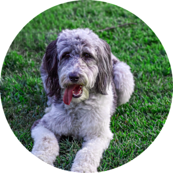 Aussiedoodle
