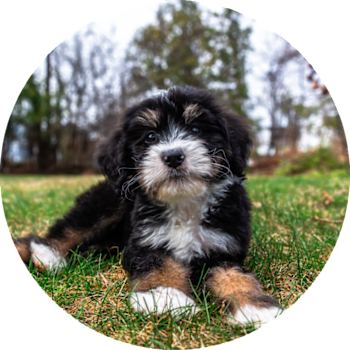 Bernedoodle