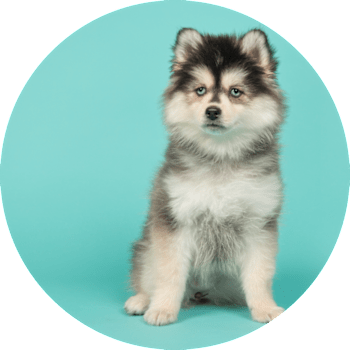 Pomsky