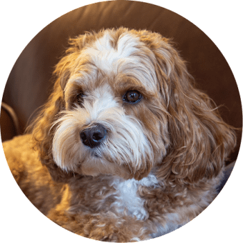 Cavapoo