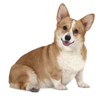 pembroke welsh corgi dog