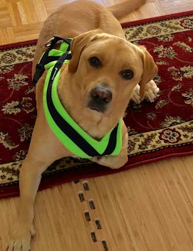 embark labrador retriever