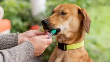 A medium sized brown dog wearing a yellow collar getting his saliva swabbed