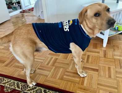 labrador retriever