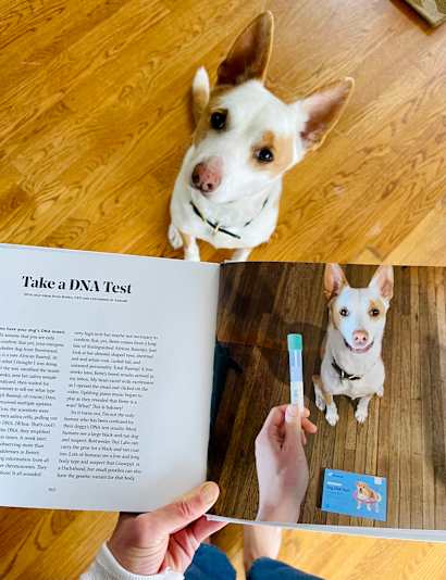 A white and brown dog standing next to a book open to a page that reads "Take a DNA Test"