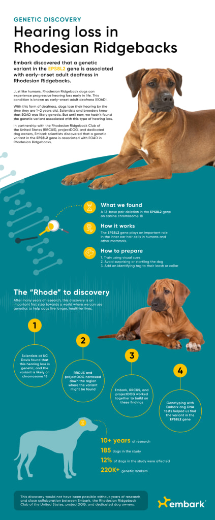 Infographic that says "Genetic discovery: Hearing loss in Rhodesian Ridgebacks"