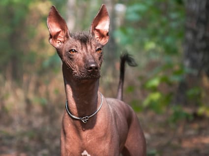 A brown hairless Xolo dog with large ears in front of trees
