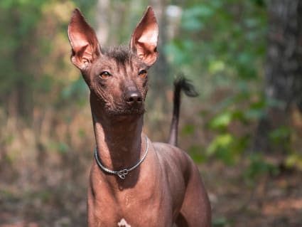 A brown hairless Xolo dog with large ears in front of trees