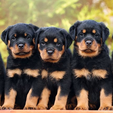 Go to "Perspectives on Canine Parentage Testing" article