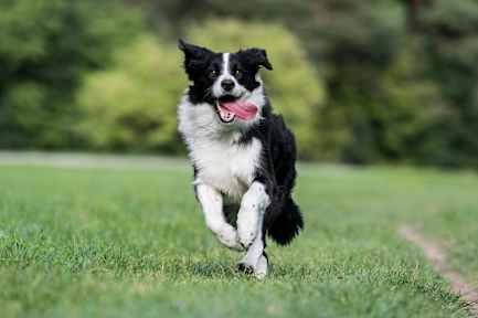 Dog running picture