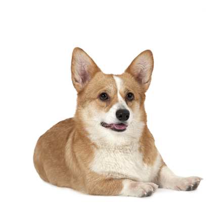 embark corgis