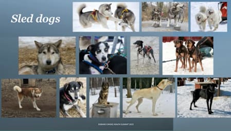 A slide titled "Sled dogs" showing various dogs, from Huskies to hounds, that are all considered Alaskan sled dogs.