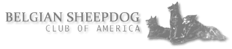 belgian sheepdog