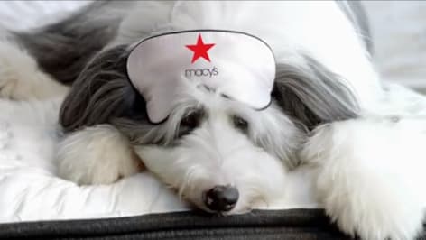 embark commercial dog